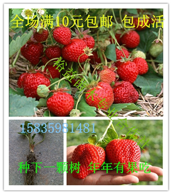 草莓苗 四季结果 盆栽 草莓苗 大苗 草莓苗批发 包成活 草莓苗子