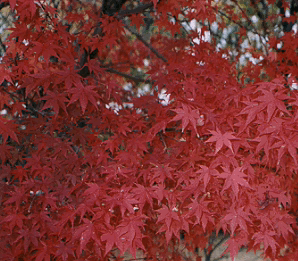 枫树，鸡爪五角红枫，两头红，高1.2米左右