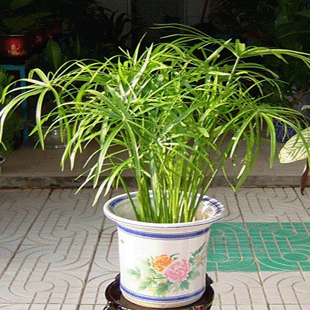 花木小筑水培水生植物水竹可土培又称水棕竹花卉绿植水里植物