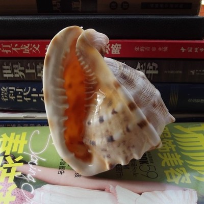 天然贝壳海螺 四大名螺 唐冠螺 创意礼品 贝壳海螺摆件 收藏