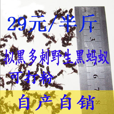 长白山野生拟黑多刺 黑蚂蚁正品 很酸 29元半斤 蚂蚁粉 二斤包邮