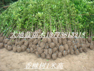 香橼苗高80-100公分，四季常青，辟邪树