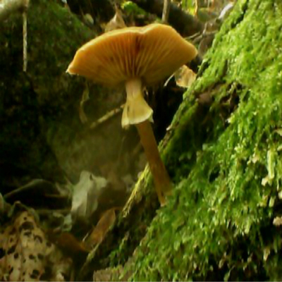 【原参态】东北四宝纯野生蘑菇  野生榛蘑 优质食用菇 蘑菇芽500g