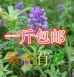 多年生紫花苜蓿维多利亚紫花苜蓿牧草种子 耐热高产鸡鸭牛羊饲料