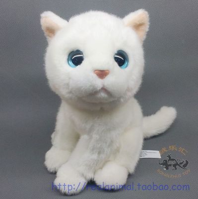 外单正品 超可爱仿真大眼猫咪毛绒动物玩具摆件 小白猫玩偶公子