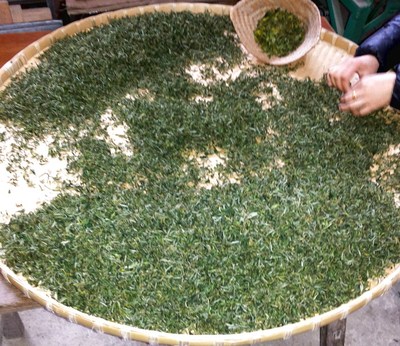 安徽黄山毛峰2015春茶生态野茶250克罐装包邮