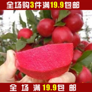 苹果树苗 红之爱 红肉苹果树苗水果树苗果树盆栽可地栽果树guoshu