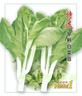 特早熟白菜苔种子 白菜抽苔种 菜心 耐热极早熟采收期长10克