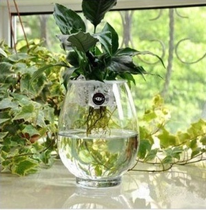 恐龙蛋造型 水培玻璃花瓶 大号透明水培花盆植物绿萝红掌器皿