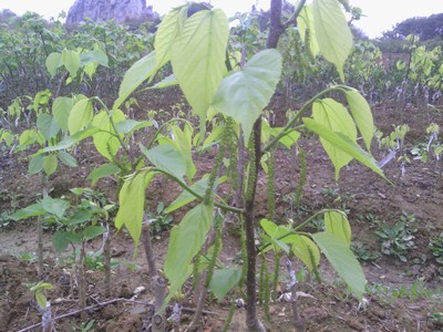 台湾超级长果桑 新鲜桑叶树苗 当年结果庭院植物 蚕宝宝饲料桑树