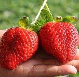 盆栽草莓苗★巨星一号★水果皇后★最大可达105克比鸡蛋还大