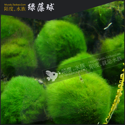 [陌度水族]绿藻球 Marimo幸福海藻宝宝水藻球鱼缸造景装饰真水草
