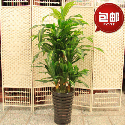 大型仿真植物绿植1.6米巴西铁假树巴西木客厅落地盆栽仿真树包邮