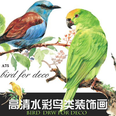 复古手绘水彩鸟类插画画芯图片插图