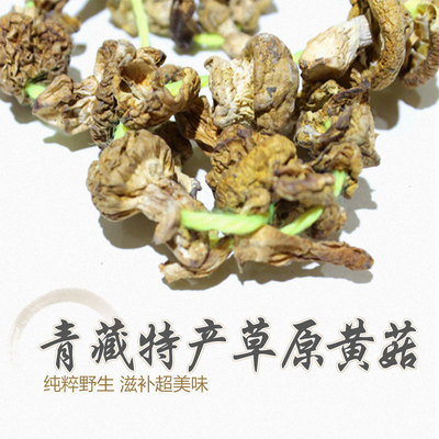 青海特产 祁连野生黄蘑菇 钉子小蘑菇 肉头厚含有丰富的氨基酸
