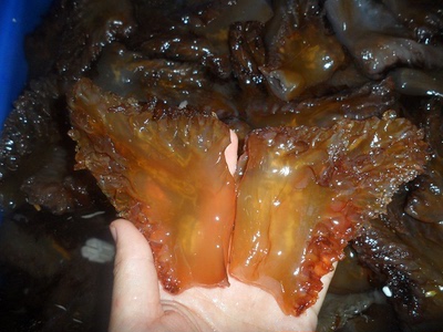 正宗青岛野生海蜇头 极品野生特级大角 肉质坚实    清脆美味