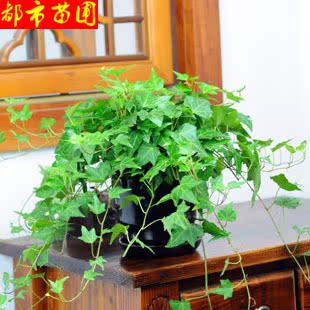 室内 阳台盆栽 常春藤吊兰中华长春藤 吸甲醛 防辐射 绿色植物