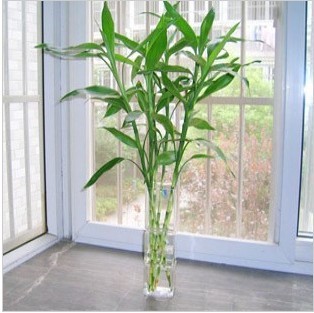 新品 花卉卫生间桔色空气大型非常富贵竹 运费净化不含甲醛健康