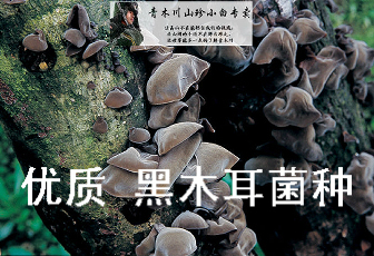 食用菌种菌棒黑木耳 食用新鲜蘑菇菌包  优质黑木耳椴木栽培种