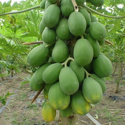 广西青木瓜10斤 产妇催乳下奶 25省包邮 番木瓜 新鲜水果