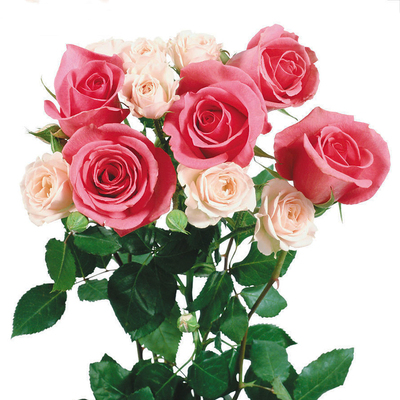 阳台盆栽玫瑰花种子播易种花卉种子法国玫瑰 已催芽出芽率高 10粒