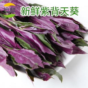 1千克 包邮 抢鲜蔬菜 新鲜紫背天葵 观音菜 农家特色红背菜