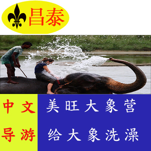 清迈美旺大象营自由行半日游 美旺原生态大象营给大象洗澡过河