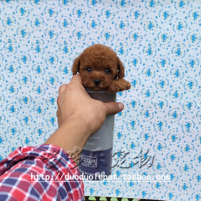 上海浦东 家养纯种 红泰迪犬幼犬 小体玩具体型 泰迪贵宾狗狗出售