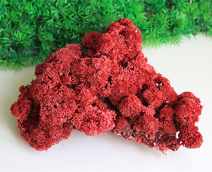 大号红管红珊瑚海底礁石头水族箱鱼缸造景家居摆件礼品小贝壳批发