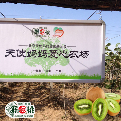 绿心徐香猕猴桃树认养陕西眉县拥有自己的猕猴桃果树园您田园梦想