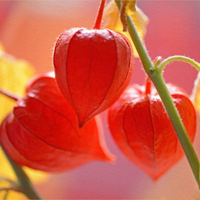 阳台盆栽 花种子 红姑娘红果 酸浆 红灯笼种子 挂金灯 锦灯笼味甜
