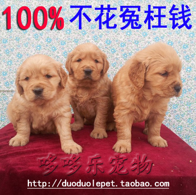 上海浦东 家养纯种金毛犬狗狗小金毛幼犬宠物狗 出售可上门