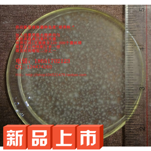 江门雅康 茶树菇 液体菌种培养基 预混蛋白胨 食用菌发酵罐 配方