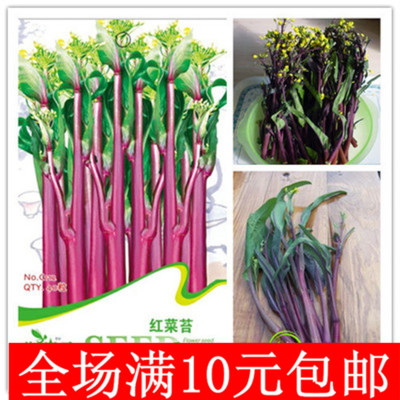 红菜苔种子 阳台蔬菜种子 金品十月红菜苔 补血益肾 提神健胃耐寒
