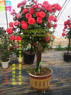 月季树盆栽植物 景观庭院室内绿化 常年开花四季红 花卉特价包邮