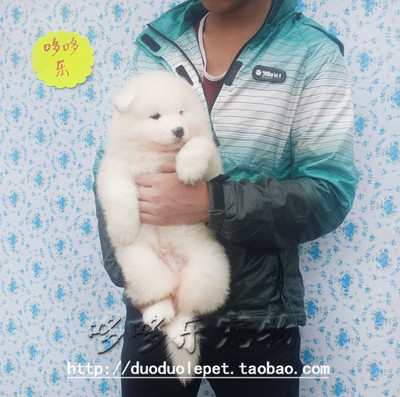 【B05一一DD】上海浦东 纯种萨摩耶犬 幼犬狗狗出售超大骨架 长毛