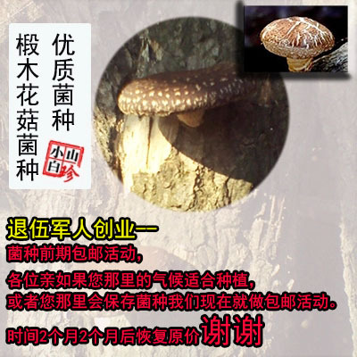食用菌种菌棒香菇 食用新鲜蘑菇菌包 优质香菇椴木栽培种