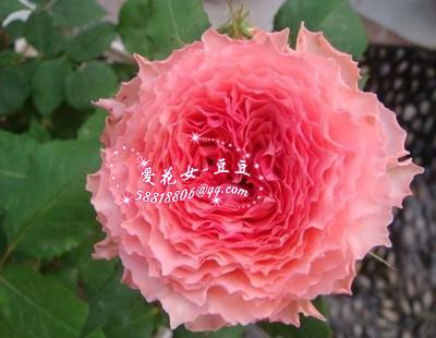 绿植盆栽 推荐品种 花卉玫瑰进口月季 超级漂亮 欧月扦插苗 日冕