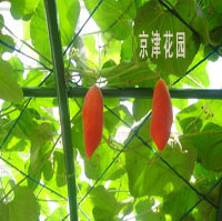 老鼠瓜 3粒原厂彩包装种子 花种子 蔬菜 花卉种子
