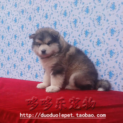 【903一一MM】浦东  纯种巨型灰色阿拉斯加犬雪橇犬幼犬狗狗出售