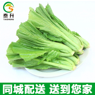 泰升生态自产自营基地直供优质蔬菜芥菜500g（斤）