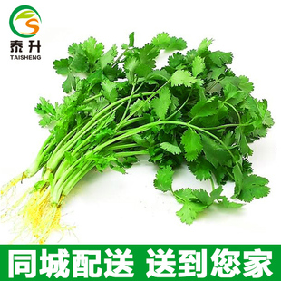 泰升生态自产自营基地直供优质蔬菜香菜芫须50g（两）