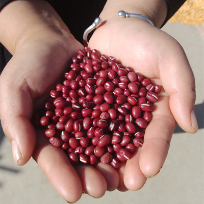 2015年新货农家自产红小豆 五谷杂粮赤豆 豆类杂粮500克珍珠红豆