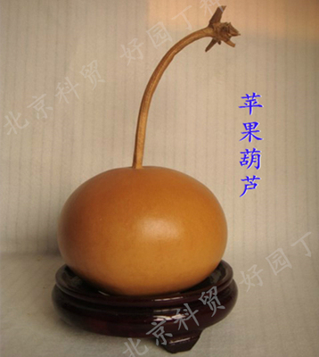 苹果葫芦 老蝈蝈葫芦种子6粒原厂密封包装葫芦籽北京好园丁葫芦籽