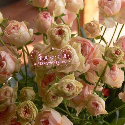 爱花女豆豆家  欧月月季 四个丘比特 日本 奶桃色 阳台微月 盆栽