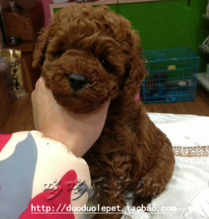 上海浦东 家养繁殖 纯种 微小玩具体 红泰迪犬贵宾幼犬 狗狗 出售