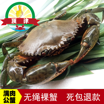 顶津南沙青蟹 肉质肥美鲜活海鲜水产大公蟹新鲜螃蟹500g 两斤起拍