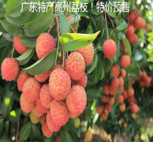 预售广东高州根子新鲜水果荔枝白糖罂现摘现发限时特价顺丰速运
