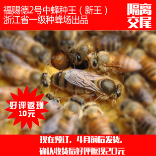 福赐德2号中蜂蜂王隔离交尾2016年新蜂王土蜂种王抗病高产较耐寒