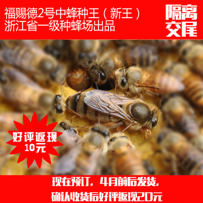 福赐德2号中蜂蜂王隔离交尾2016年新蜂王土蜂种王抗病高产较耐寒